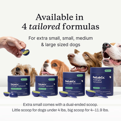 PetLab Co. ProBright Advanced Dental Powder, Small Dogs, 30 Scoops | Three-Time Award-Winning* formula shown to support tartar reduction and fresh breath in 28 days, One scoop daily