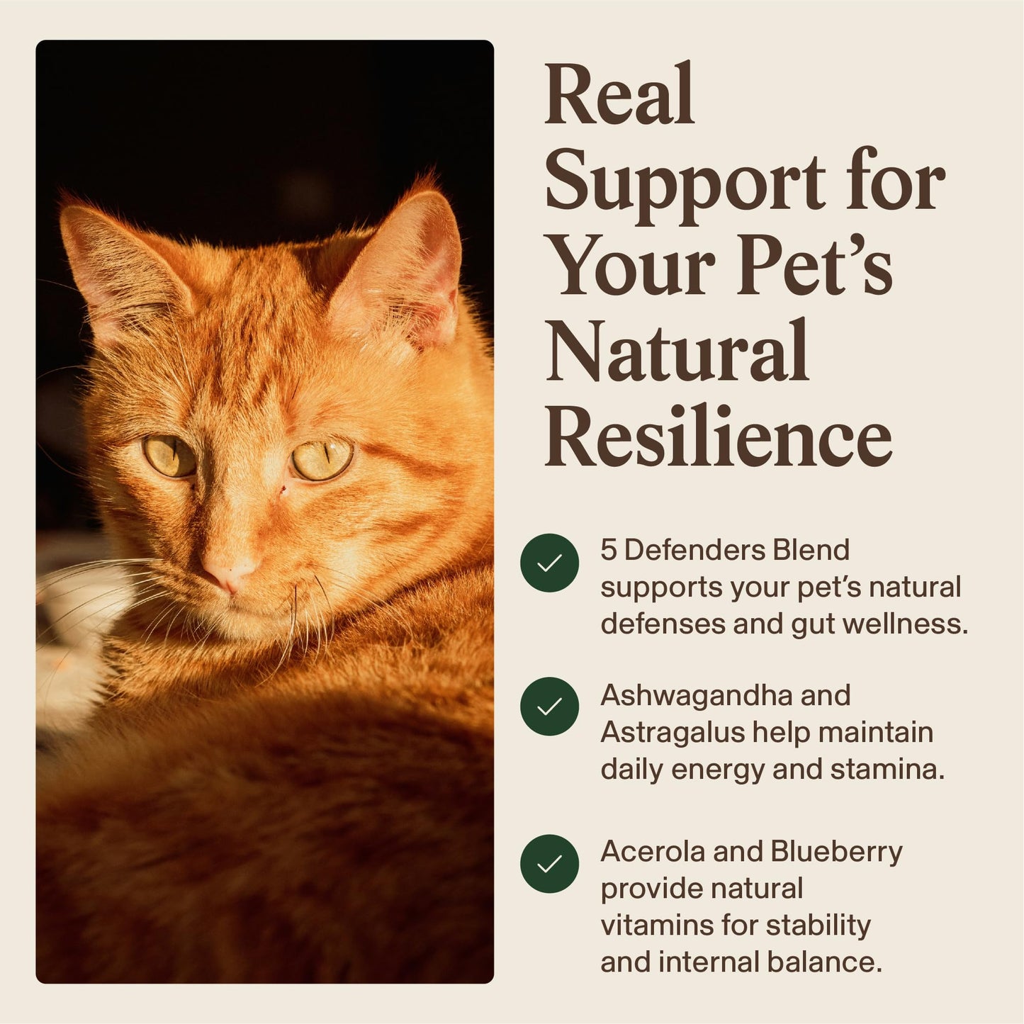 Real Mushroom Immune Pet Chews – For Daily Digestive & Immune Health – Mushrooms for Dogs & Cats Functional Treat – Mushroom Supplement for Dogs & Cats – 1 to 4 Chews For All Breeds & Sizes (60 Count)