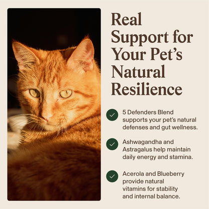 Real Mushroom Immune Pet Chews – For Daily Digestive & Immune Health – Mushrooms for Dogs & Cats Functional Treat – Mushroom Supplement for Dogs & Cats – 1 to 4 Chews For All Breeds & Sizes (60 Count)