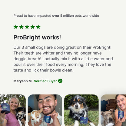 PetLab Co. ProBright Dental Powder for Small Dogs, 30 Scoops | Brown algae, green tea and probiotics in one easy daily scoop to support tartar and fresh breath