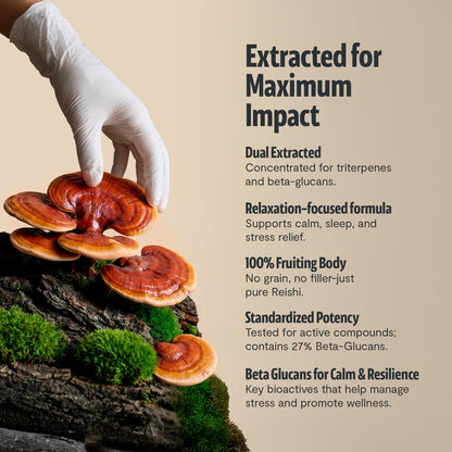 FreshCap Mushrooms Premium Organic Lions Mane Capsules - 14:1 Fruiting Body Extract with 31% Beta-Glucans - 3rd-Party Tested Nootropic for Clarity, Focus & Cognitive Support (120 Capsules)