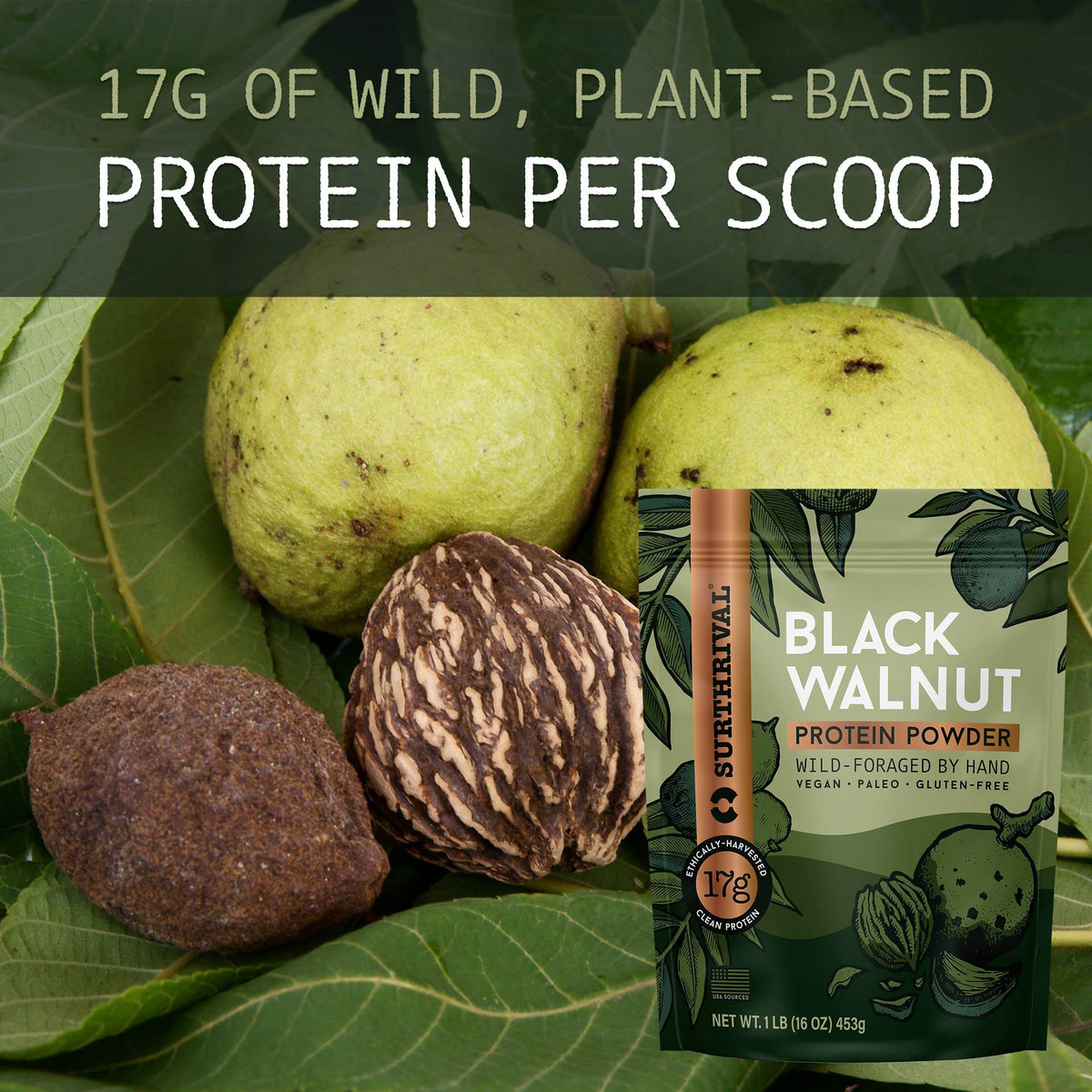 Surthrival: Black Walnut Protein Powder, Wild-Foraged, Ethically-Harvested, 17g Protein
