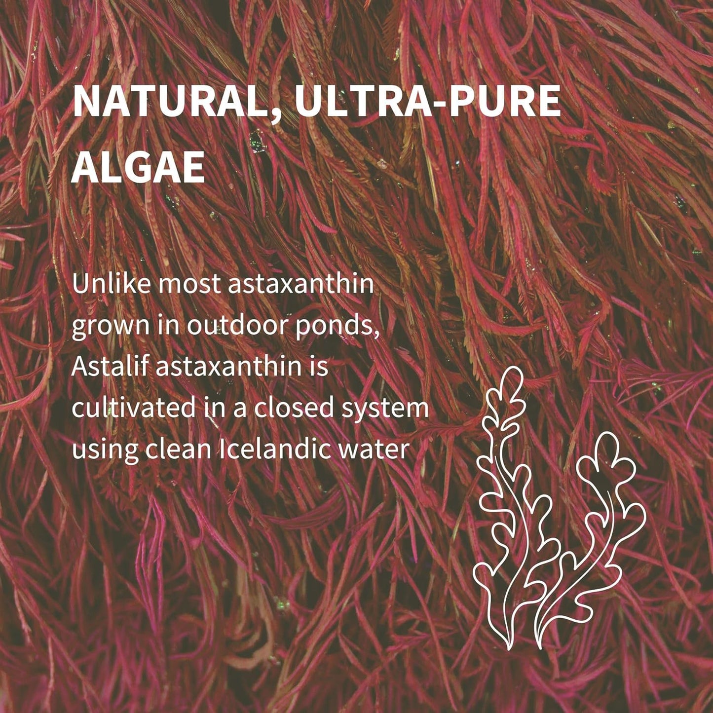Igennus Vegan Astaxanthin 4mg Complex with Lutein and Zeaxanthin, 90 Small Softgels, from 42 mg Astalif, Natural Algae Antioxidant for Eyes, Skin & Joints, Non-GMO, H. Pluvialis