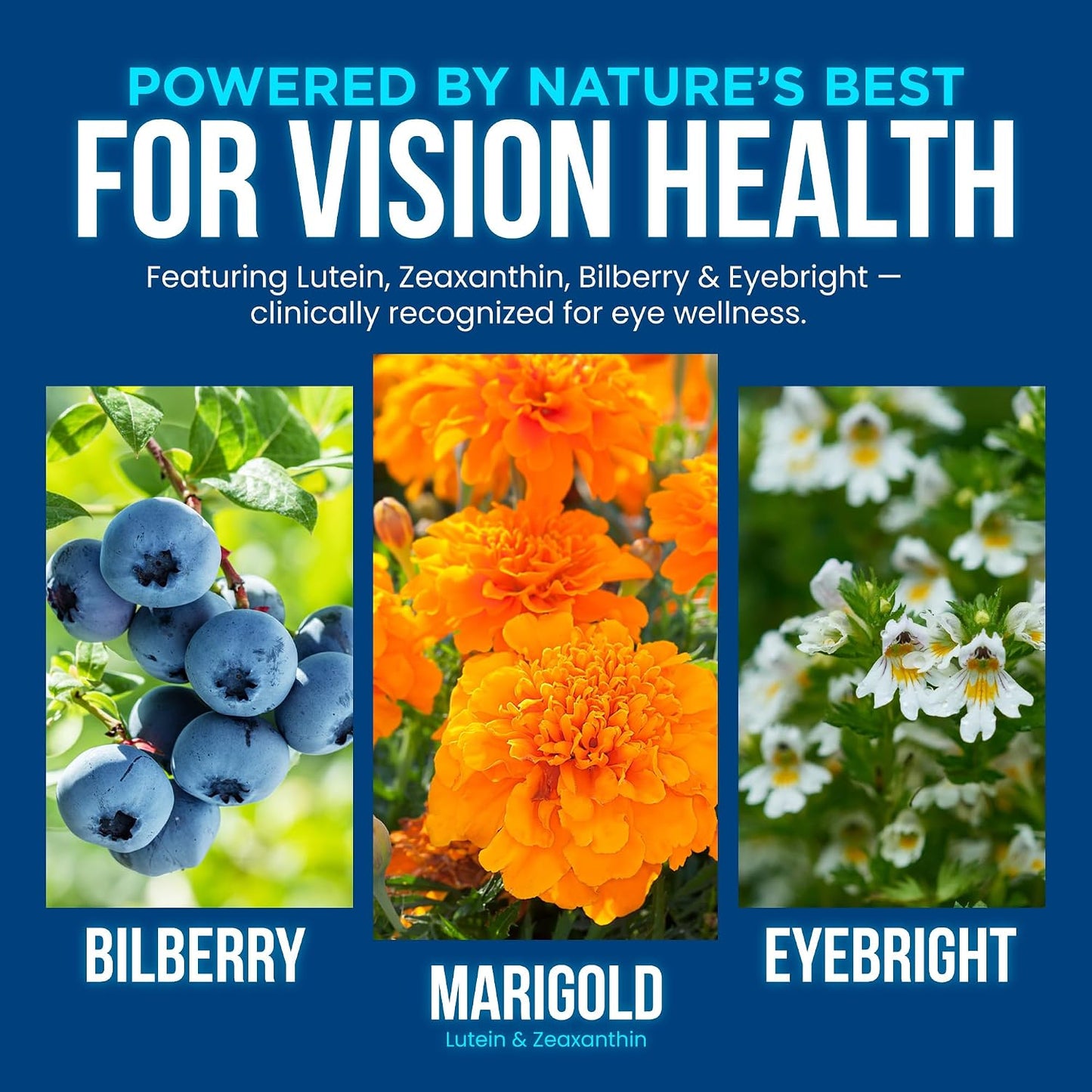 OmniBiotics Vision Clarity Eye Vitamin and Mineral Supplement - Bilberry, Lutein and Zeaxanthin Macular Health Supplement for Adults - 60 Vegan Capsules