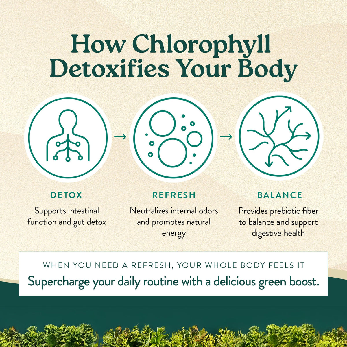 Nature's Sunshine Chlorophyll Stick Packs: Supercharge Your Detox and Boost Gut Health in Convenient, Delicious Stick Packs (Crisp Apple)