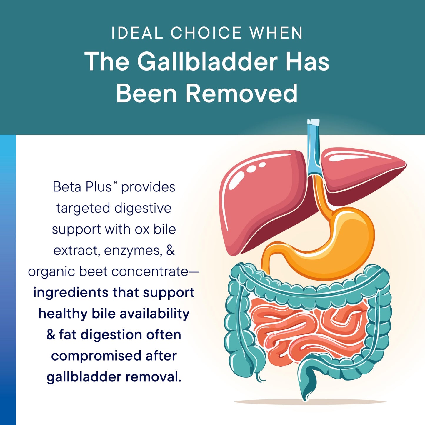 Biotics Research Beta-Plus™ Nutritional Ox Bile Salts Digestive Enzymes Supplement for Bile Production for No Gallbladder-Supports Overall Liver Function, Aids Fat Digestion, Supplies Betaine 90 Tabs