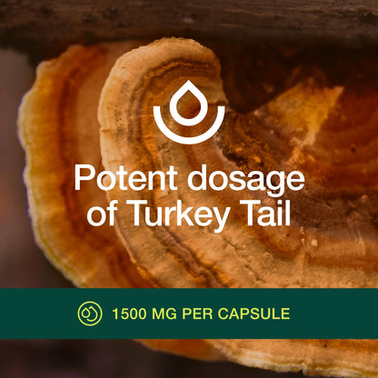 Fresh Nutrition Organic Turkey Tail Mushroom Extract Supplement - High in Beta Glucans – Non-GMO, Vegan Friendly, Gluten-Free - 90 Capsules