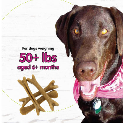 Fido Belly Bones for Dogs, Mini - 21 Count - Yogurt-Flavor Dental Treats for Small Dogs - Plaque & Tartar Control for Fresh Breath - Digestive Support - Made in USA