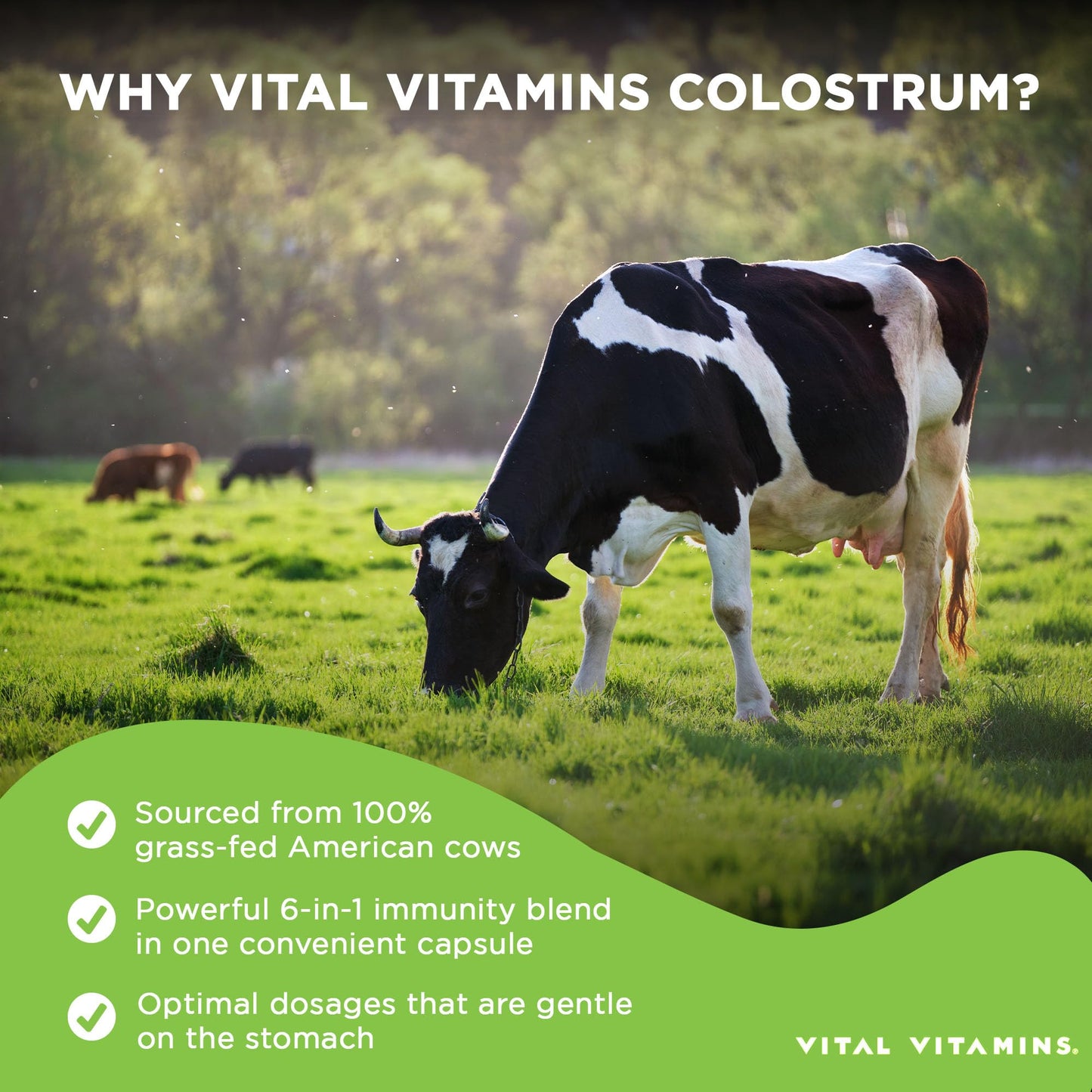 Vital Vitamins Colostrum Supplement, 30% IgG, Grass-Fed Bovine, 60 Capsules | Supports Immune Defense & Gut Health, Colostrum with Vitamin C, Zinc, & Selenium, Non-GMO