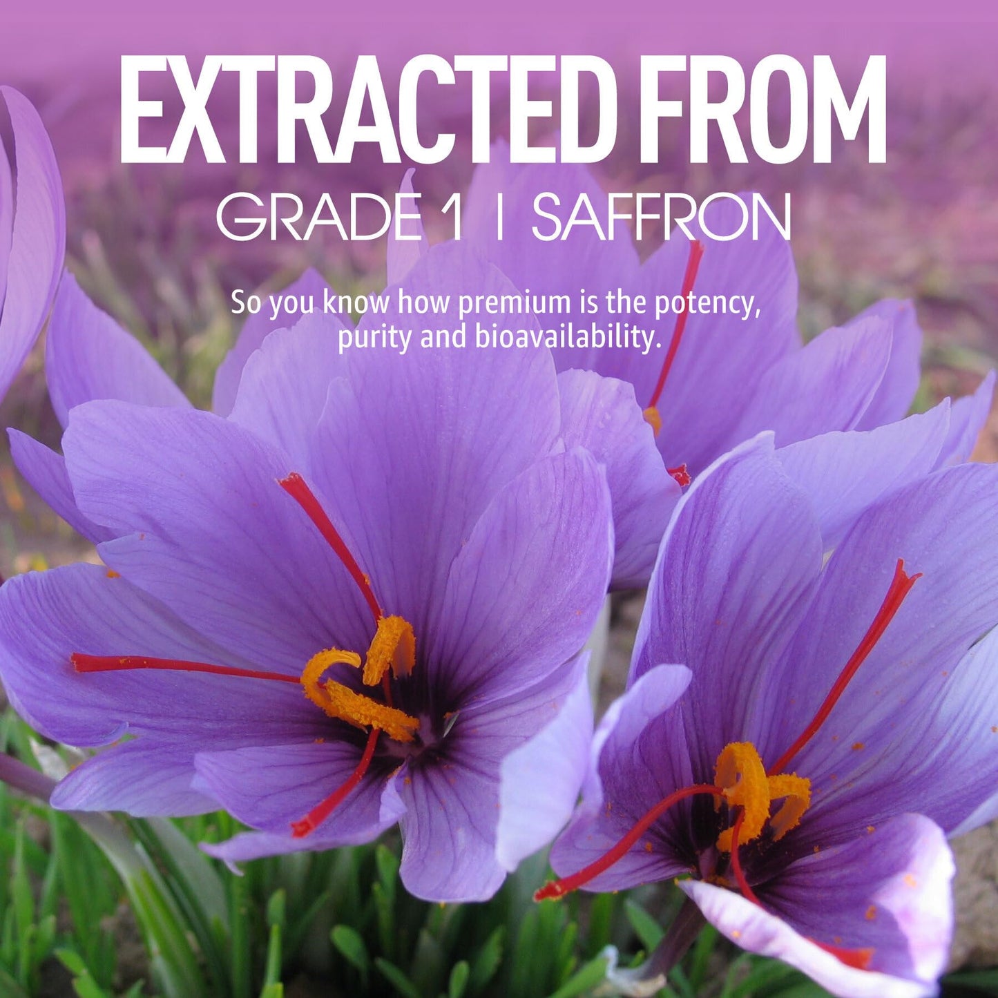 Saffron Supplements Gummies 100mg - 100% Pure Saffron Extract with Magnesium Glycinate, L-Theanine, Turmeric, Ashwagandha, Honey & Vitamin B Complex for Mood & Power, Antioxidant, Vitality - 60 Count