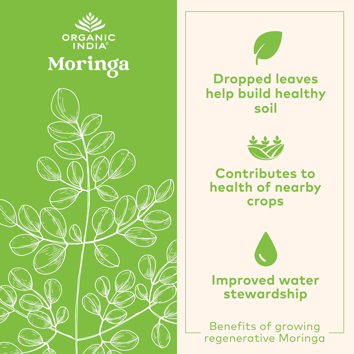 ORGANIC INDIA Moringa Herbal Supplement Powder - Green Superfood, Nutrient Dense
