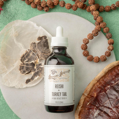 Hodgins Harvest Organic Lion's Mane Fruiting Body Extract Tincture - Mushroom Supplement for Brain Health and Mental Focus - Dual Extract Formula - Extra Concentrated - 4 fl oz Bottle
