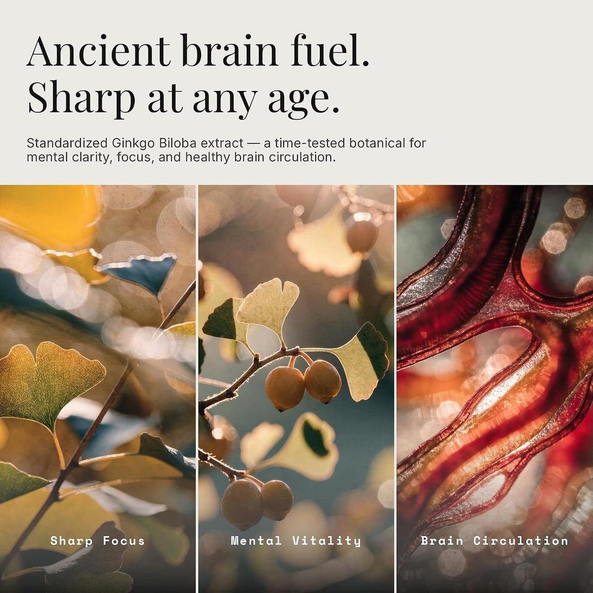 Ginkgo Biloba 720mg with Red Asian Ginseng 700mg - Memory, Focus & Brain Support - Standardized Extract, Vegan, Non-GMO, Gluten Free - 60 Capsules