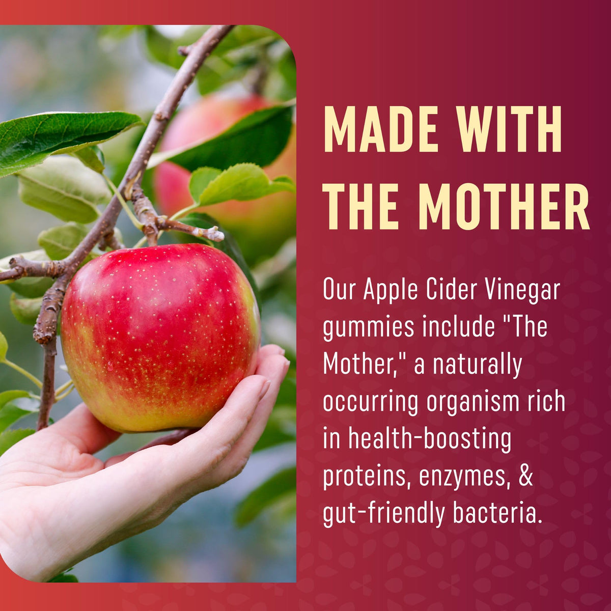 Organic Apple Cider Vinegar Gummies (60 Ct.) | Weight, Digestion, Detox, Immunity & Diet Support