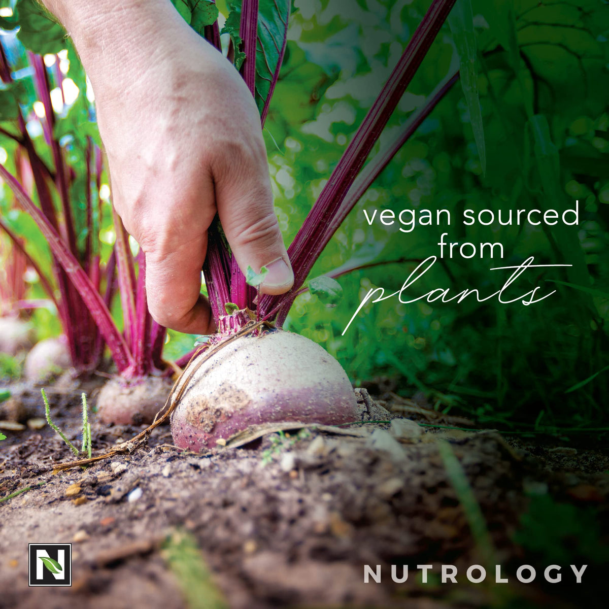 Nutrology Beet Natural O2, Pre Workout Powder, Energy, Endurance; Nitric Oxide Booster