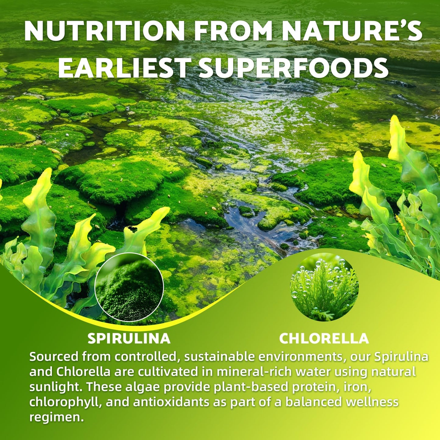 2 Pack Spirulina Chlorella Gummies, Supports Daily Energy & Immune System | Super Greens Blend with Protein, Chlorophyll, Vitamin C, D3, B12, Zinc, Pineapple Flavor, 120 Count