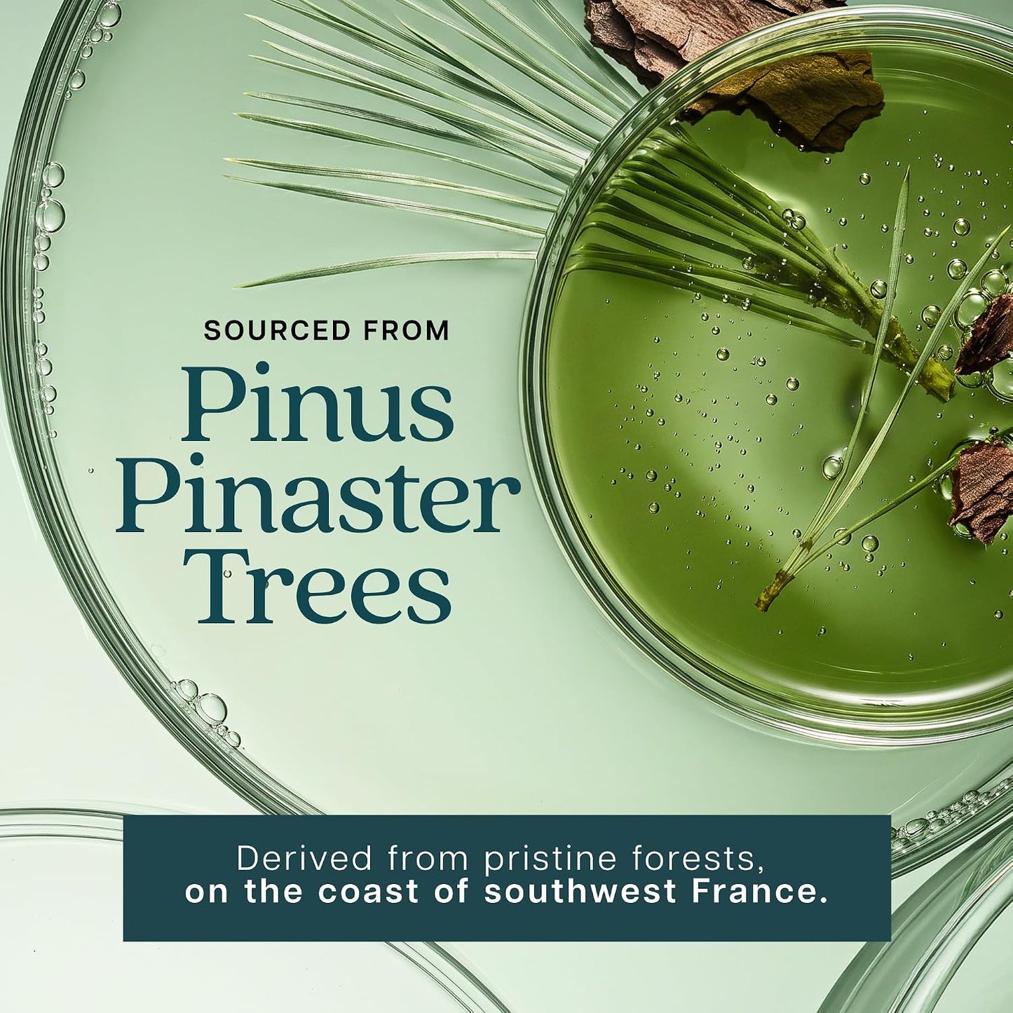 French Maritime Pine Bark Extract Capsules, 95% Proanthocyanidins, Vegan | 6 Month Supply, Cardiovascular & Antioxidant Support, High-Strength Pine Bark Extract 350mg, Vegan & Non-GMO, 180 Capsules