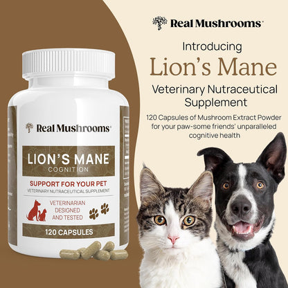 Real Mushrooms Lions Mane for Humans (120ct) and Pets (120ct) - Bundle for Cognition & Immunity - Vegan, Non-GMO, Gluten-Free, Grain-Free Mushroom Extract Supplements