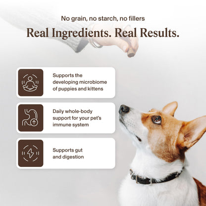 Real Mushrooms Lion’s Mane Pet Mushroom Supplement – Pet Wellbeing Capsules – for Cat & Dog Supplement & Vitamins – Support Mindful Routines – Organic, Vegan, Non-GMO, 120 Count