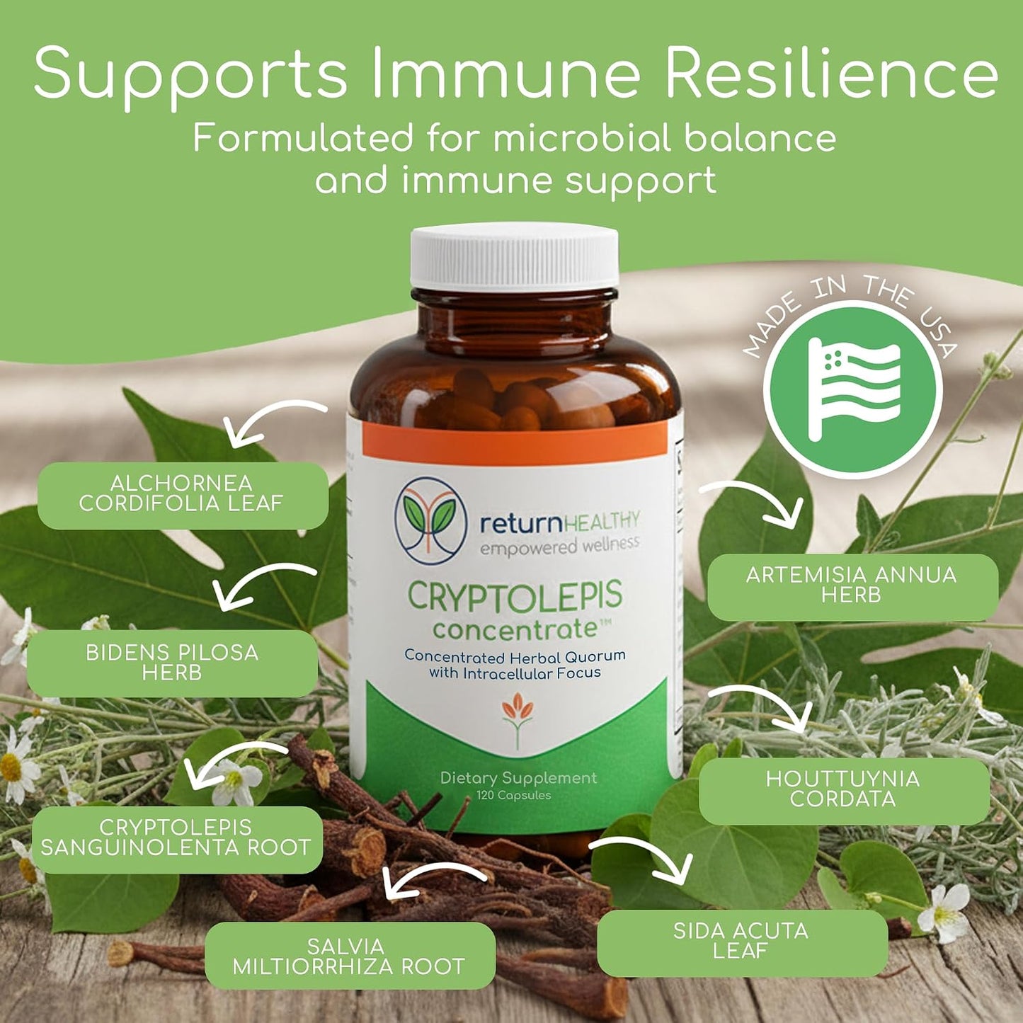 Cryptolepis Concentrate, Immune Support with Cryptolepis Sanguinolenta for Immunity Boost, Concentrated Herbal Supplements, Antioxidant & Health Supplement, 120 Capsules