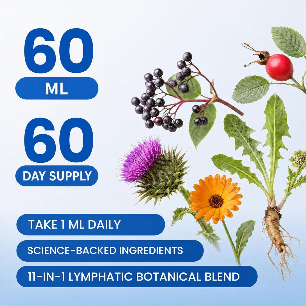 Lymphatic Drainage Drops - Advanced Herbal Liquid Support for Natural Fluid Balance & Immunity - Burdock Root, Elderberry & Calendula - Raspberry Flavor, 2-Month Supply