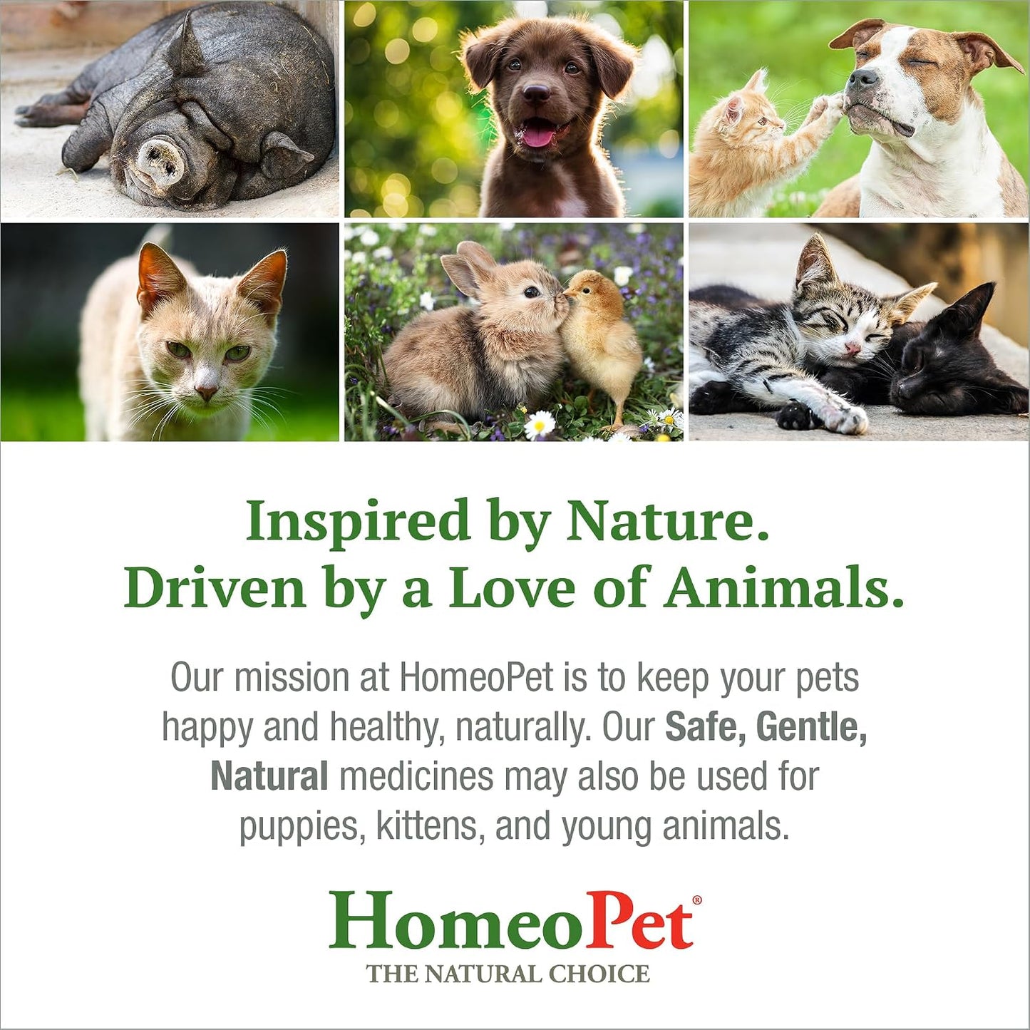 HomeoPet Digestive Upsets, Supplement for Dogs and Cats, 15 Milliliters | Natural digestive support for cats, dogs, and other pets, safe homeopathic formula, liquid drops suitable for daily use