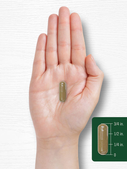 Carlyle Dandelion Root | 1800mg | 300 Capsules | Non-GMO, Gluten Free Supplement