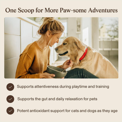 Real Mushrooms Lion’s Mane Pet Mushroom Supplement – Pet Wellbeing Capsules – for Cat & Dog Supplement & Vitamins – Support Mindful Routines – Organic, Vegan, Non-GMO, 120 Count