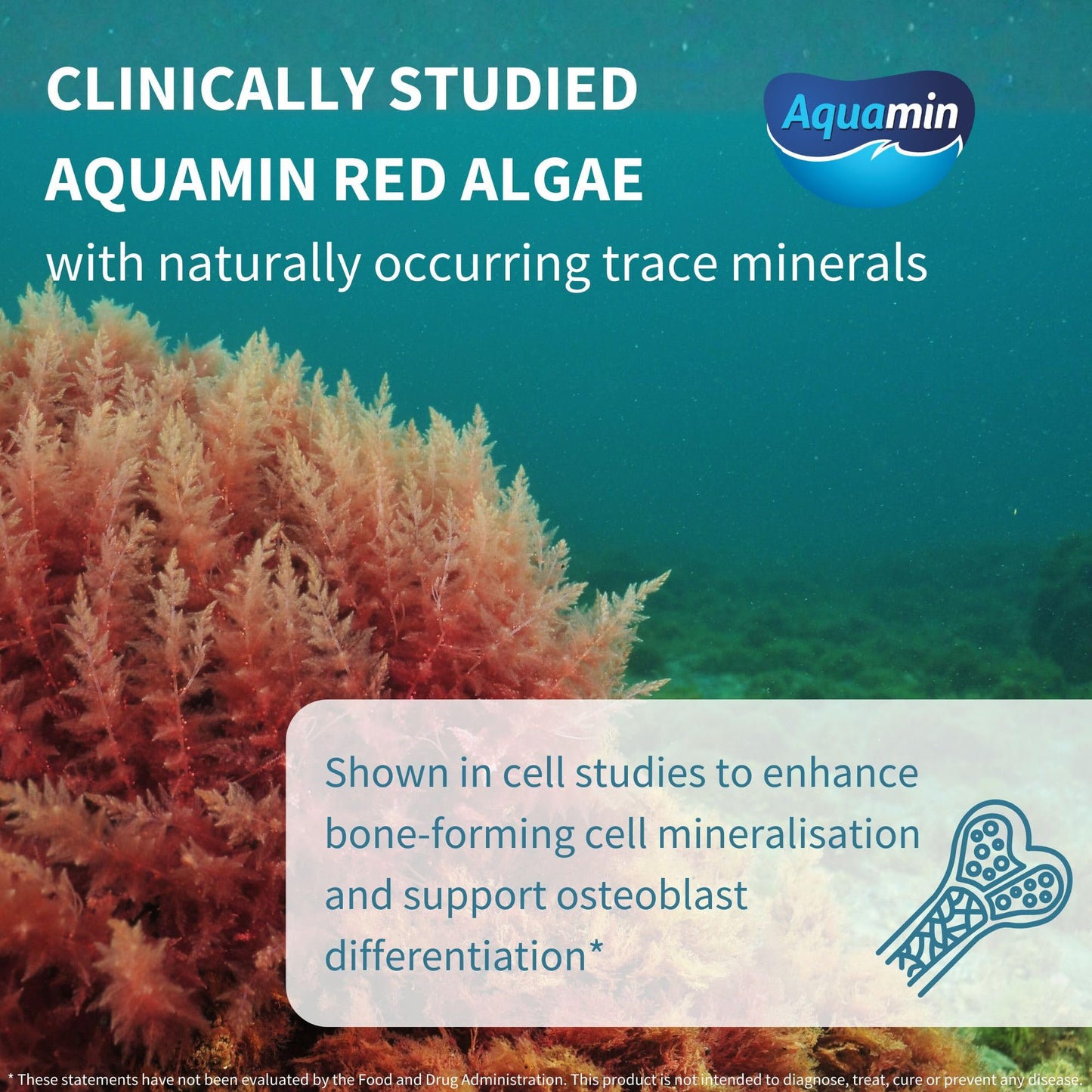 Igennus Red Algae Calcium Magnesium Complex, Comprehensive Bone Support with K2, D3 & Boron, High Absorption Minerals, Vegan & Plant Based, Non-GMO, 60 Tablets