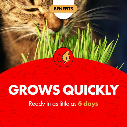 Miracle Care Cat A'bout Cat Grass Kit, 5.25 Ounce | Easy to Grow Seeds + Planter for Indoor Cats, Natural Fiber Aids Digestion, Reduces Hairballs, Freshens Breath, Quick Growing