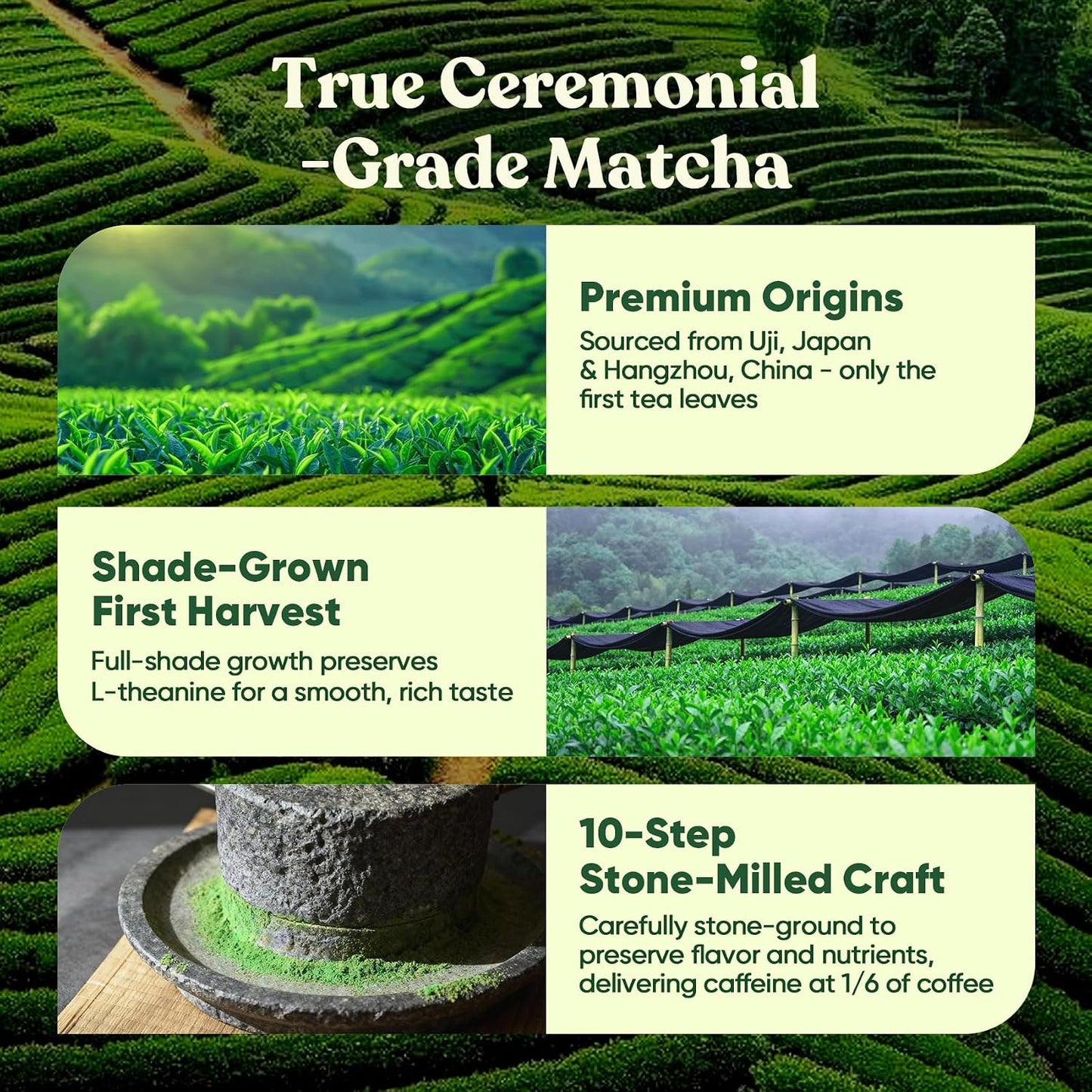 Venture Pal Ceremonial Grade Mushroom Matcha Powder + Mushroom Coffee - Focus, Energy & Digestion - Vegan