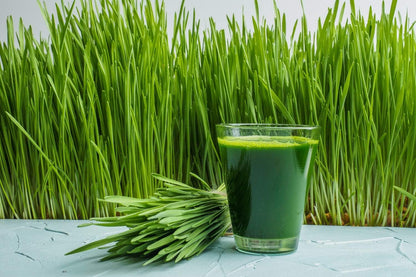 Antler Farms - 100% Pure Organic New Zealand Wheatgrass Powder, 40 Servings, 200g - Raw, Vegan, Gluten Free, Nutrient Rich, High Chlorophyll Wheat Grass, Detox, Essential Amino Acids, Minerals | 100% Pure, Raw, Vegan, Gluten Free, Nutrient Rich, High Chlo