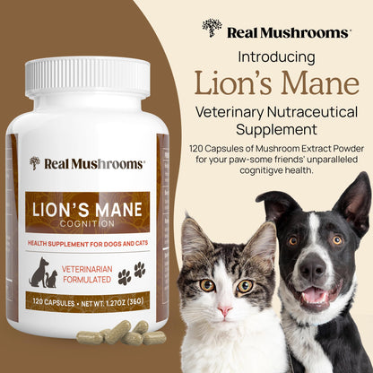 Real Mushrooms Lion’s Mane Pet Mushroom Supplement – Pet Wellbeing Capsules – for Cat & Dog Supplement & Vitamins – Support Mindful Routines – Organic, Vegan, Non-GMO, 120 Count