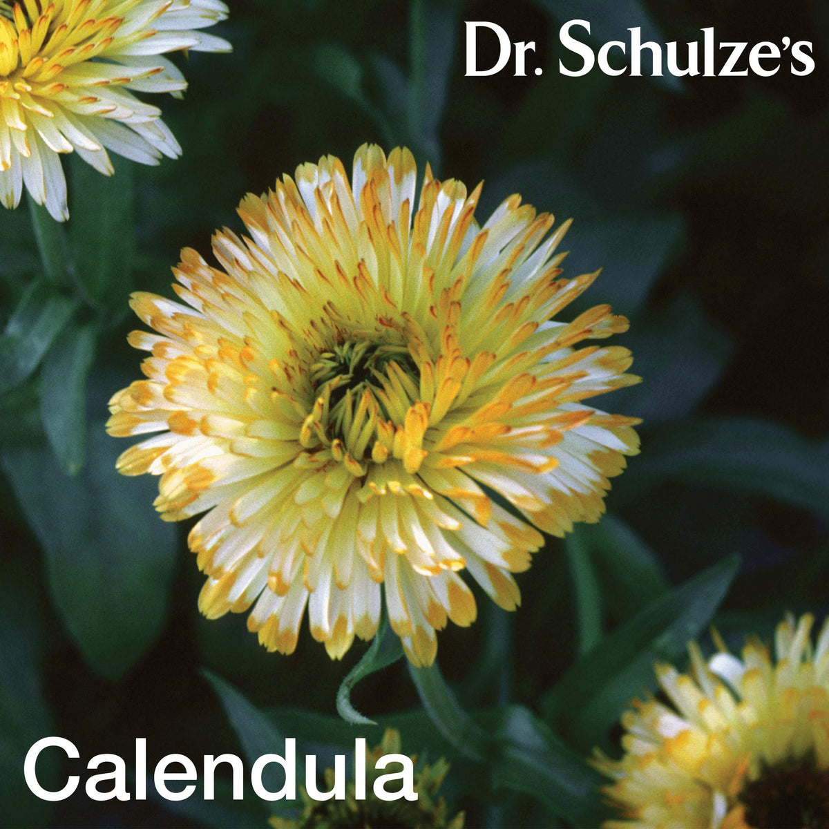 Dr. Schulze's Deep Tissue Oil | Powerful Herbal Support for Muscles, Tendons and Joints