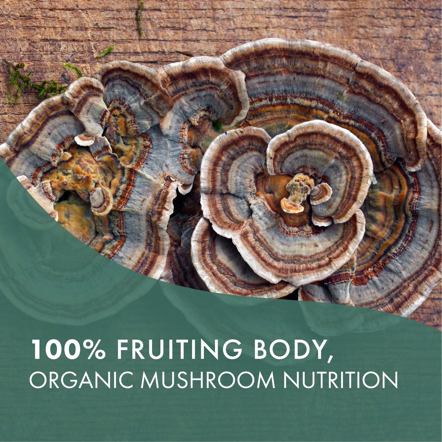 PURE ESSENCE LABS Organic Turkey Tail 4X Mushroom Extract, Vegan Mushrooms Supplement for Immune Building, 30 Capsules