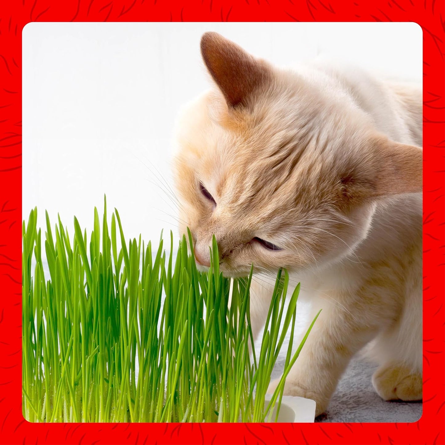 Miracle Care Cat A'bout Cat Grass Kit, 5.25 Ounce | Easy to Grow Seeds + Planter for Indoor Cats, Natural Fiber Aids Digestion, Reduces Hairballs, Freshens Breath, Quick Growing