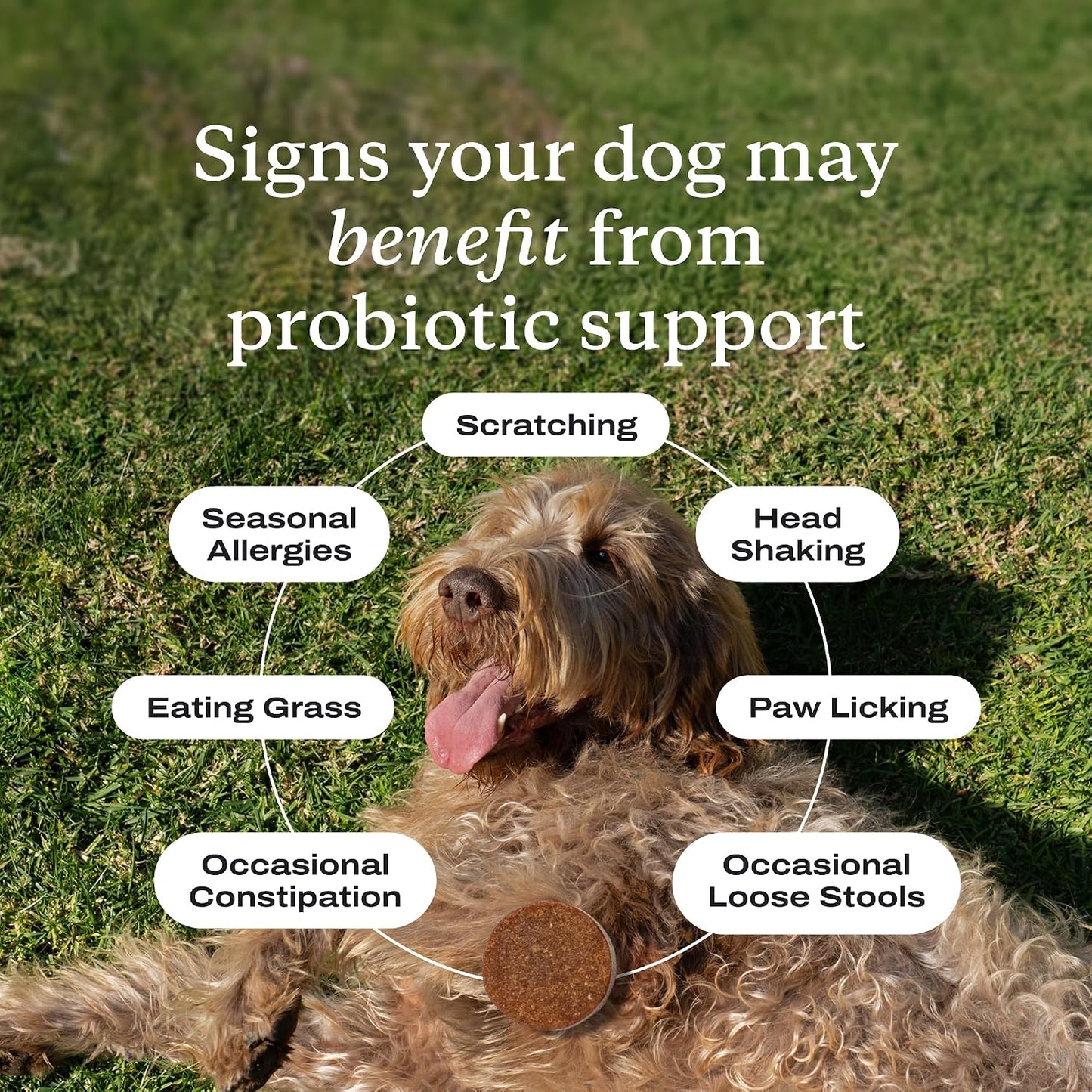 PetLab Co. Probiotic Chews for Dogs, Tailored, Small | Size-specific 8-strain probiotic blend with prebiotics to support digestive health, skin and seasonal allergy support
