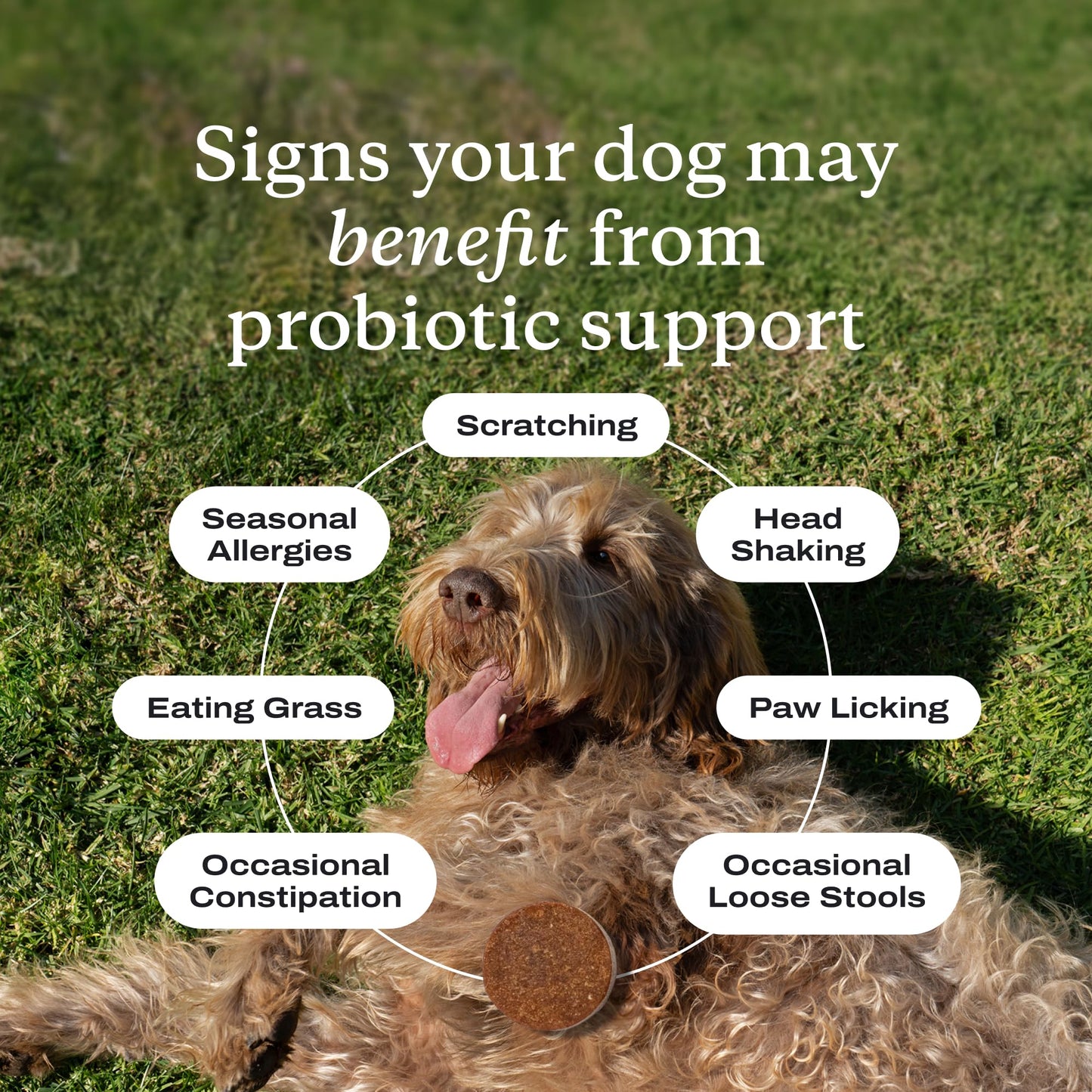 PetLab Co. Probiotic Chews for Dogs, Tailored, Small | Size-specific 8-strain probiotic blend with prebiotics to support digestive health, skin and seasonal allergy support